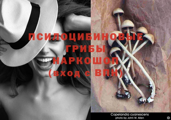 мяу мяу мука Елабуга