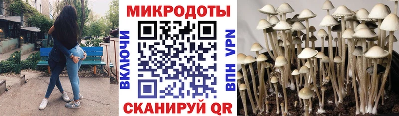 где купить наркоту Ростов Псилоцибиновые грибы MAGIC MUSHROOMS